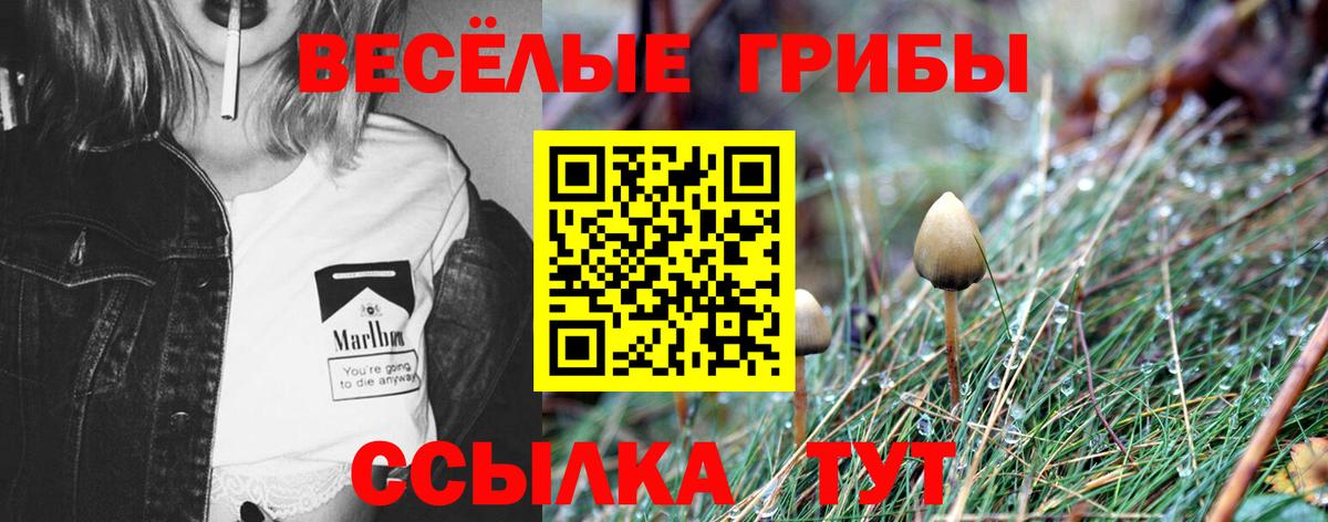 Галлюциногенные грибы Psilocybine cubensis  Вход с VPN  Кизляр 